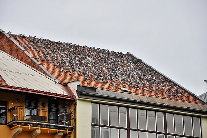 A2B Pest Control are able to install spikes to deter birds from roofs in Eastcote. 