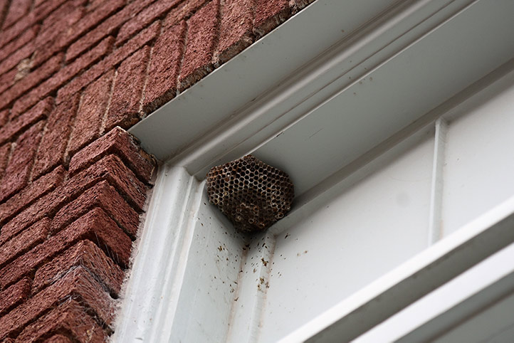 We provide a wasp nest removal service for domestic and commercial properties in Eastcote.